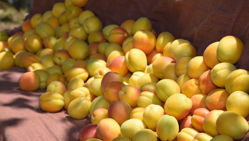 Kayısı ülke bölge ve Malatya ekonomisine önemli bir gelir kazandırdı