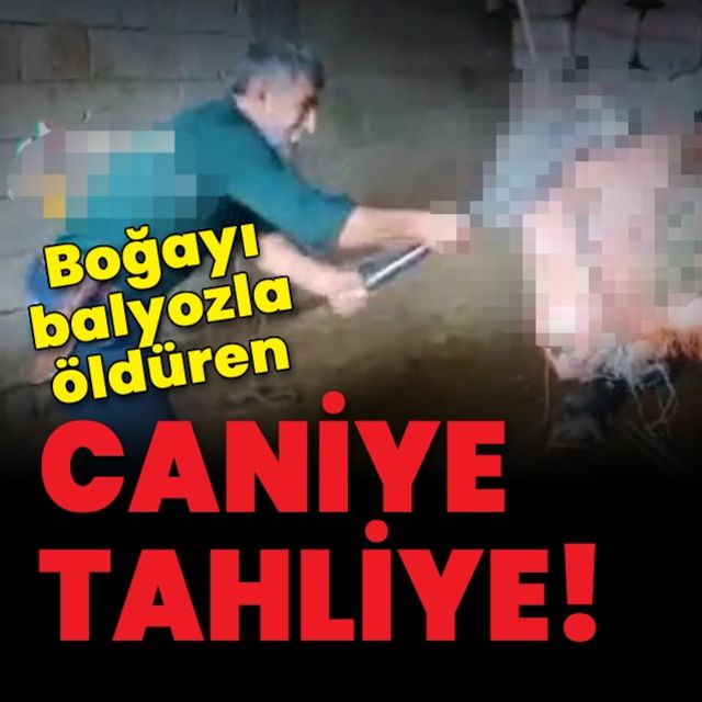 Keseceği boğayı balyozla öldüren sanığa 36 gün sonra tahliye