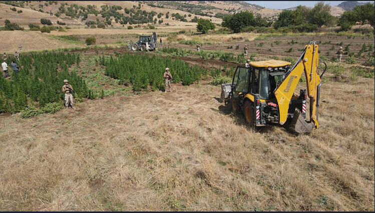 Diyarbakırda uyuşturucu operasyonunda 2 ton esrar 12 milyon kök kenevir ele geçirildi