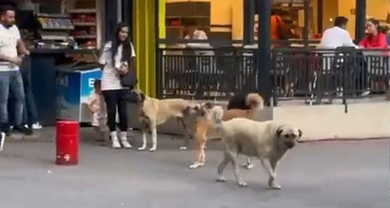 Başıboş sokak köpekleri küçük çocuğu olan bir kadının etrafını çevirdi