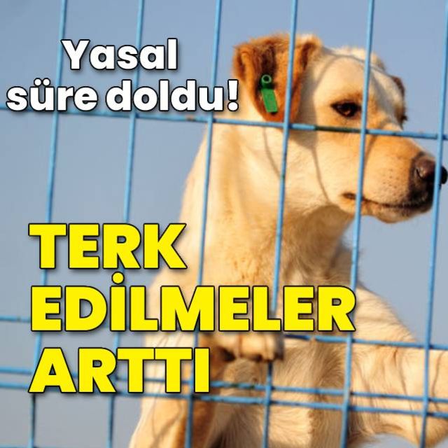 Evcil hayvanlara çip uygulamada yasal süre doldu sokağa terk edilmeler arttı