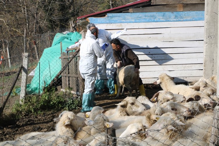 Hayvanlarda o hastalık görüldü 50 köy karantinaya alındı