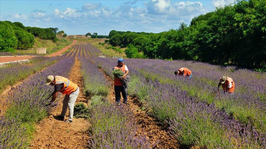 Sakarya Botanik Vadisi nde üretilen tıbbi ve aromatik bitkilerin yüzde 90 ı ihraç edildi